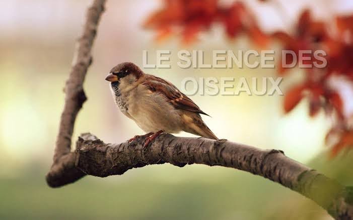 Illustration accompagnant « Le silence des oiseaux » dans sa publication Facebook.