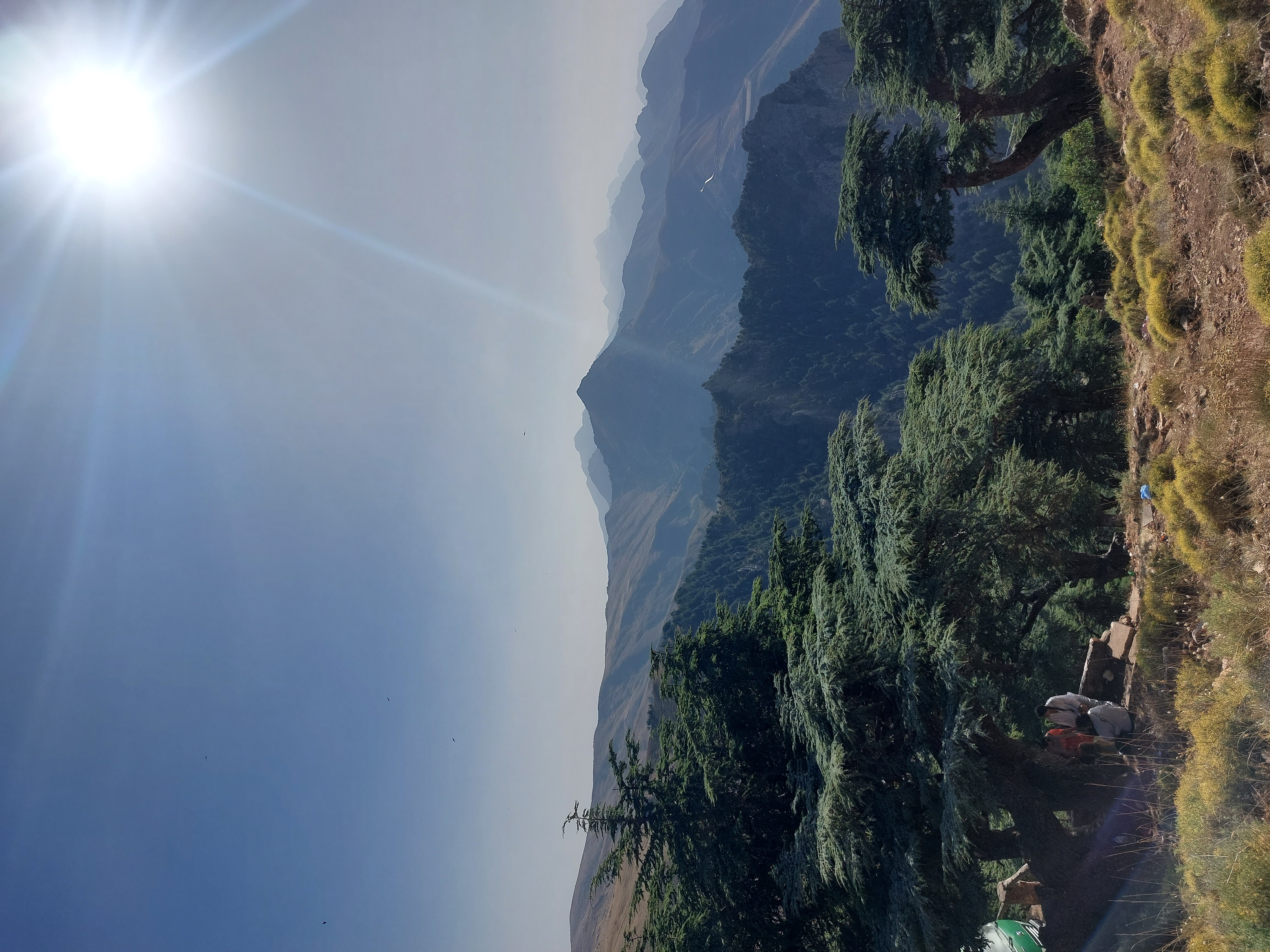 Des arbres au premier plan devant une chaîne de montagnes ensoleillée.